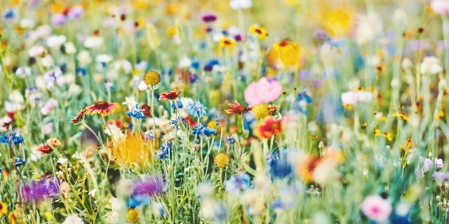 Field of Multicolored Flowers
