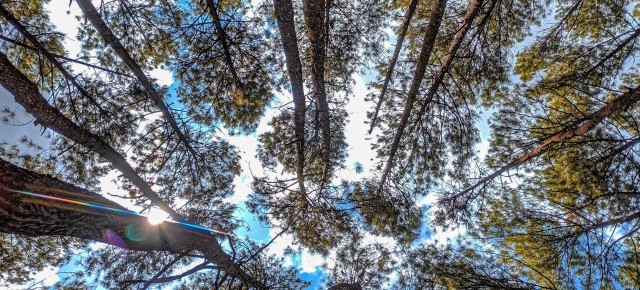 Looking up at trees in a forest
